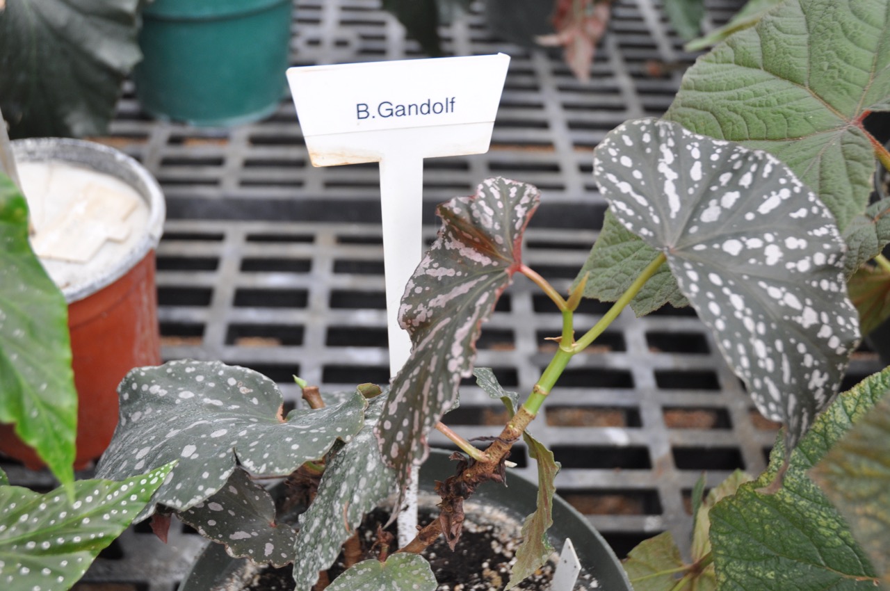 B. ‘Gandolf’